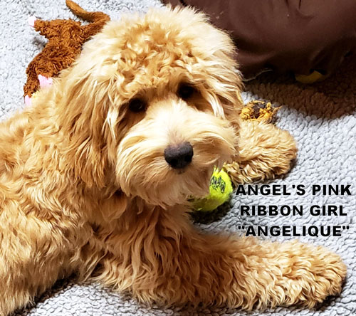 australian labradoodle